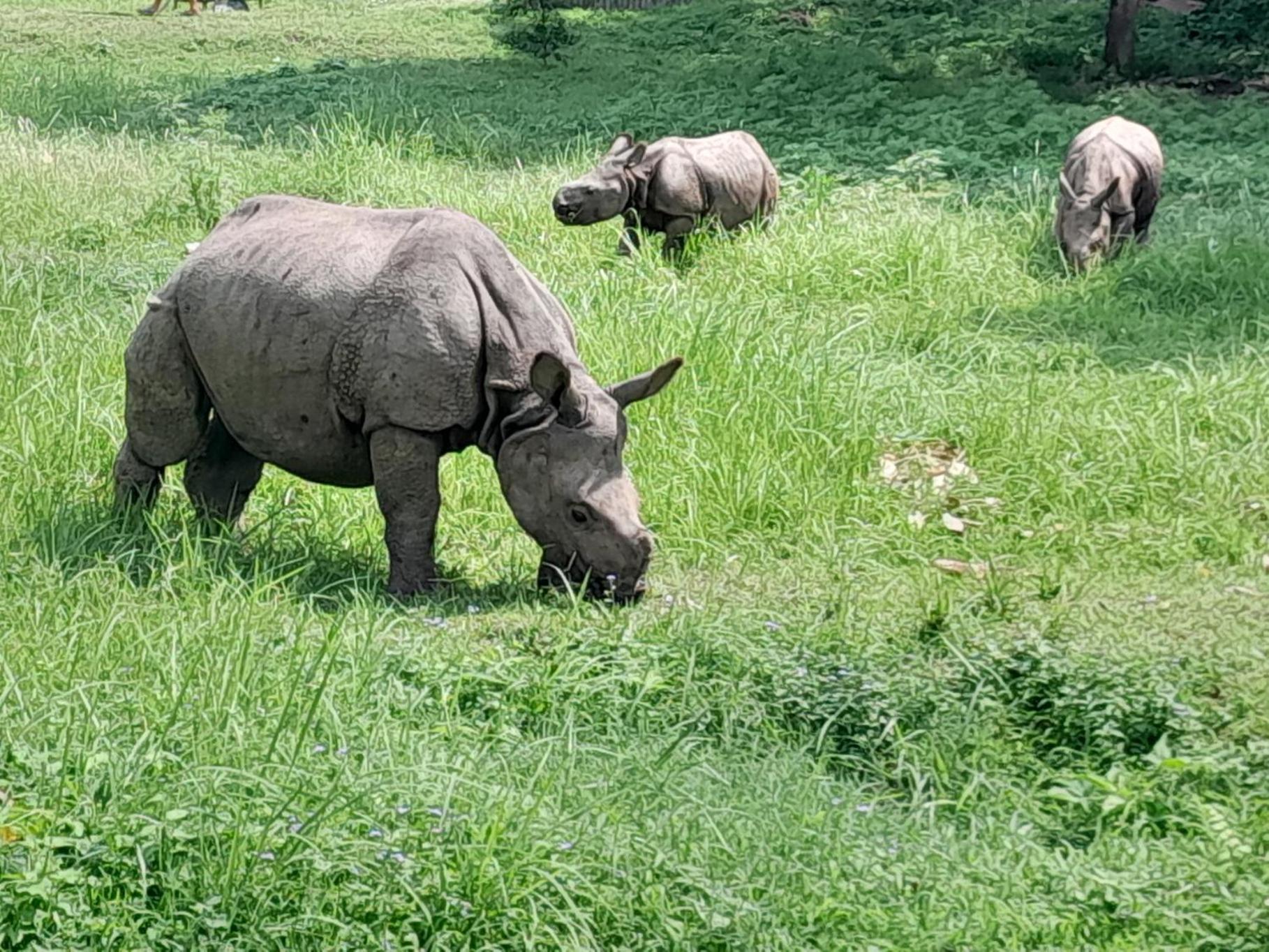 Hotel Crocodile Safari Camp Chitwan Exterior foto