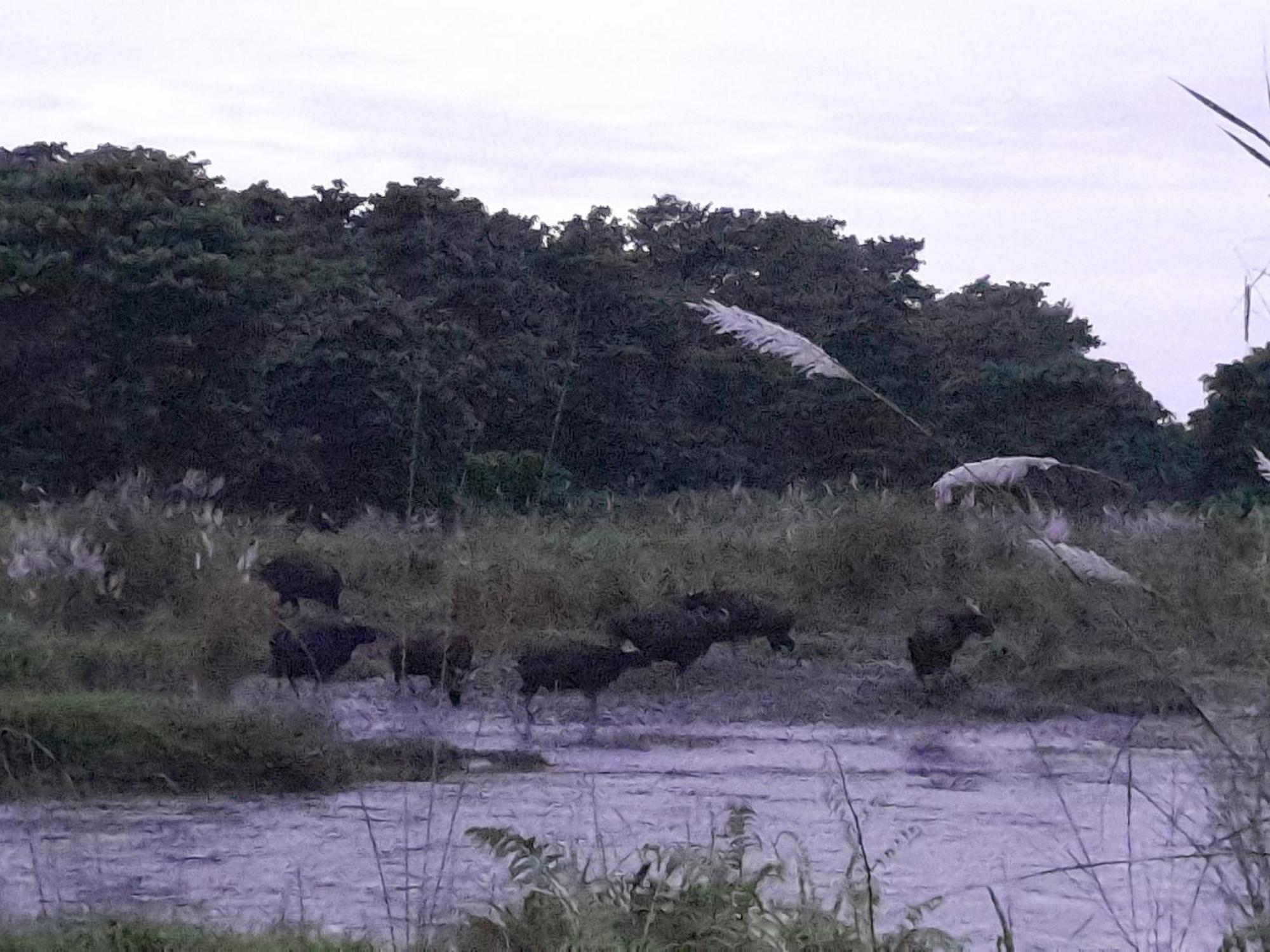 Hotel Crocodile Safari Camp Chitwan Exterior foto