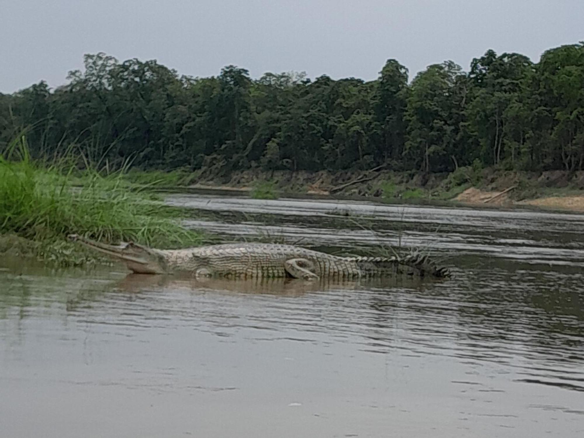 Hotel Crocodile Safari Camp Chitwan Exterior foto